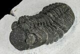 Adrisiops Weugi Trilobite - Recently Described Phacopid #115087-3